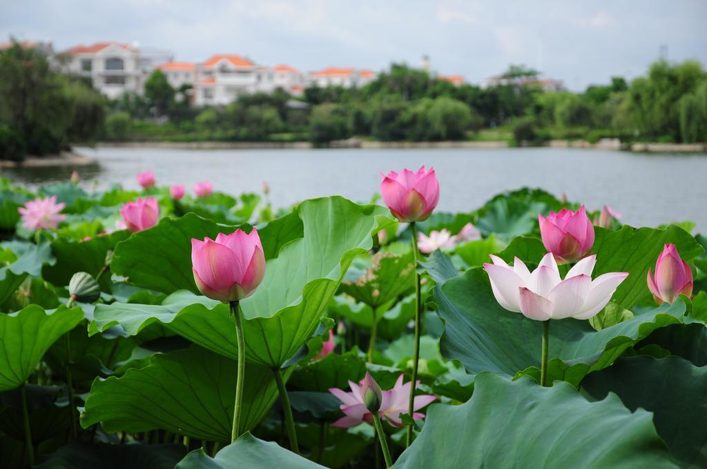 Heshan Phoenix Hotel Jiangmen Εξωτερικό φωτογραφία